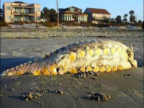 South Carolina Beach Monster